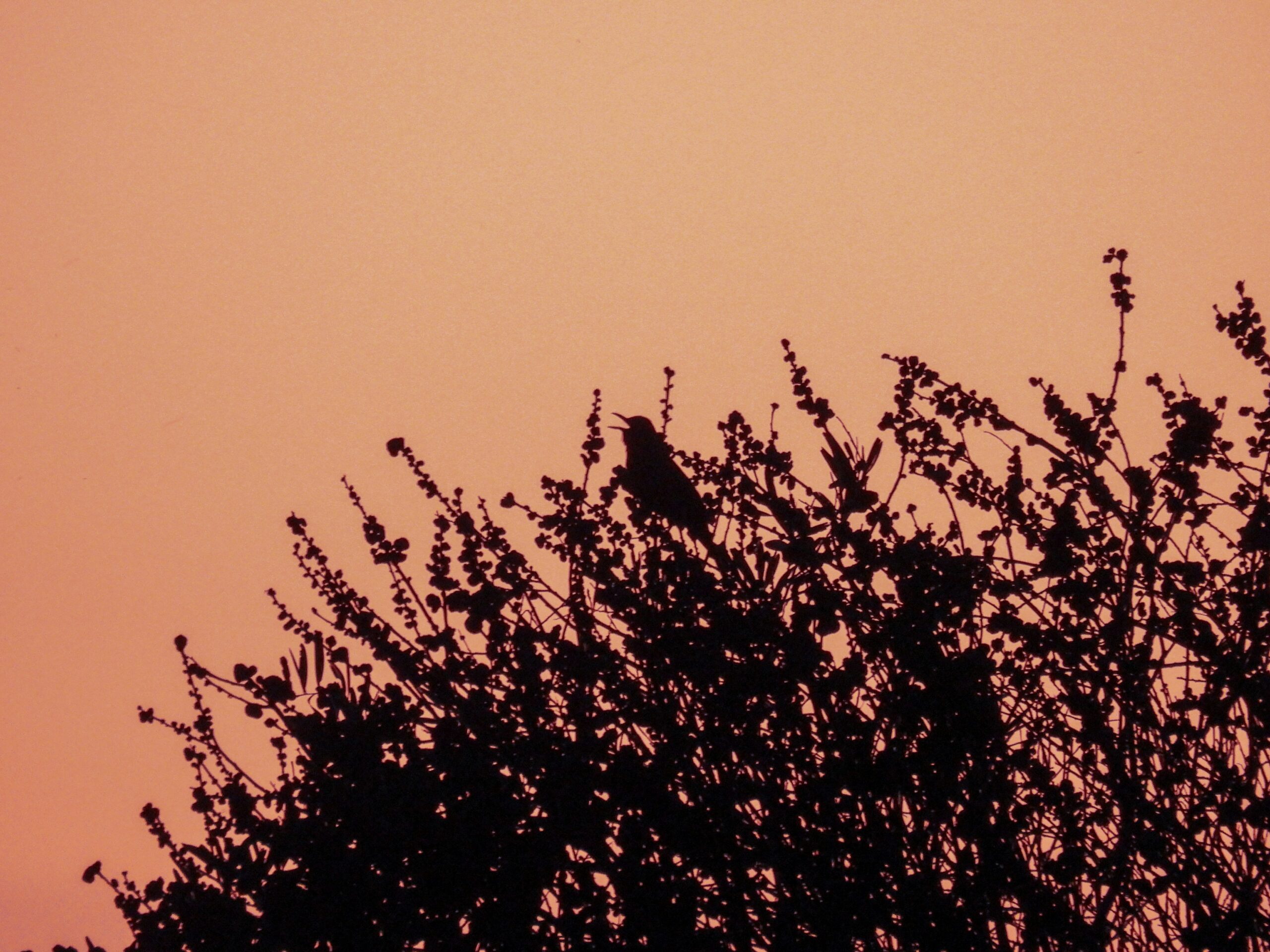 Blackbird singing on the top of a tree at sunset. Photo by Anastasiya Dragun.